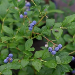 O'Neal Blueberry Bush Live Plant - Southern Highbush Starter 4-6