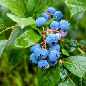O'Neal Blueberry Bush Live Plant - Southern Highbush Starter 4-6