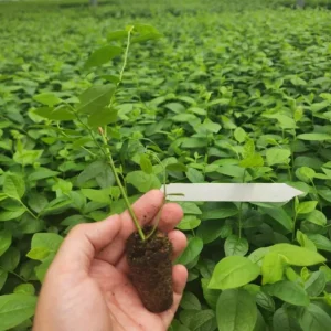 O'Neal Blueberry Bush Live Plant - Southern Highbush Starter 4-6