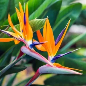 Orange Bird of Paradise Live Plant - 2 Strelitzia Reginae Starters 4-6