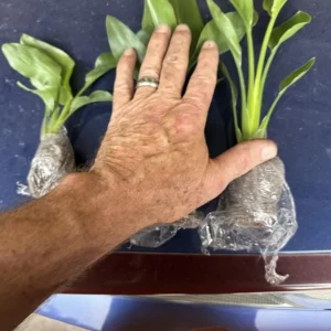 Orange Bird of Paradise Live Plant - 2 Strelitzia Reginae Starters 4-6