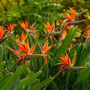 Orange Bird of Paradise Live Plant - 2 Strelitzia Reginae Starters 4-6