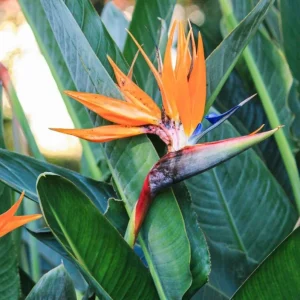 Orange Bird of Paradise Live Plant - Set of 2, 3-6
