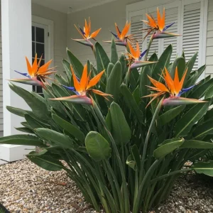 Orange Bird of Paradise Live Plant - Set of 2, 3-6