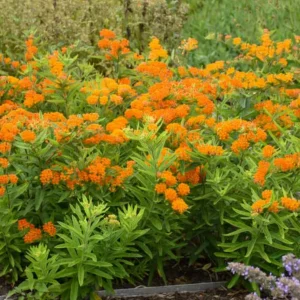 Orange Milkweed Live Plant - Set of 2, 3-6