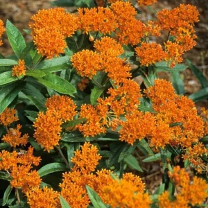 Orange Milkweed Live Plant - Set of 2, 3-6