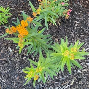 Orange Milkweed Live Plant - Set of 2, 3-6
