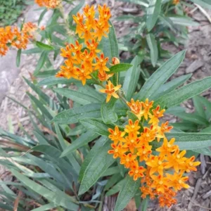 Orange Milkweed Live Plant - Set of 2, 3-6