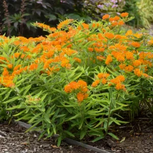 Orange Milkweed Live Plant - Set of 2, 3-6