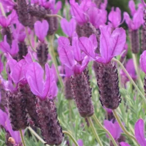 Otto Quast Lavender Live Plants (Set of 2) – 4-6