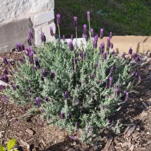 Otto Quast Lavender Live Plants (Set of 2) – 4-6