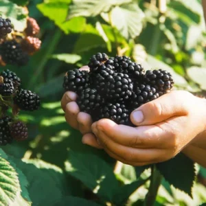 Ouachita Thornless Blackberry Live Plants - 2 Pack, 4-6