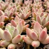 Pachyphytum Compactum Rose Succulent Live Plant - Little Jewel Pink - 2 inch Pot - Image 1