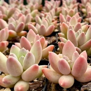Pachyphytum Compactum Rose Succulent Live Plant - Little Jewel Pink - 2 inch Pot - Image 1