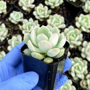 Pachyveria Draco Succulent Live Plant - 2 inch Pot - Easy Care Indoor/Outdoor - Image 2