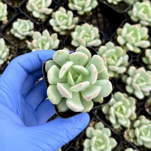 Pachyveria Draco Succulent Live Plant - 2 inch Pot - Easy Care Indoor/Outdoor - Image 3
