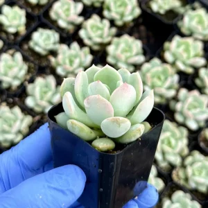 Pachyveria Draco Succulent Live Plant - 2 inch Pot - Easy Care Indoor/Outdoor - Image 1