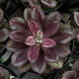 Painted Echeveria Nodulosa Live Succulent Plant 4 inch Pot Indoor Outdoor - Image 2