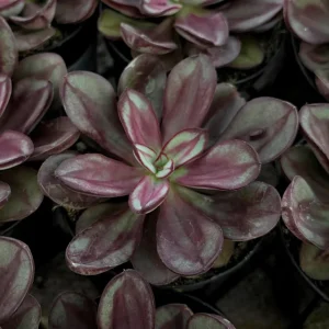 Painted Echeveria Nodulosa Live Succulent Plant 4 inch Pot Indoor Outdoor - Image 1