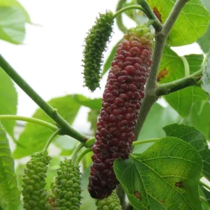 Pakistan Mulberry Tree Live Plant – 4 inch Tall Starter – Morus macroura - Image 3