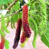 Pakistan Mulberry Tree Live Plant – 4 inch Tall Starter – Morus macroura - Image 1