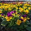 Pansy Delta Pure Color Mix Live Plant - 4 inch Pot - Outdoor Flowering Annual - Image 1