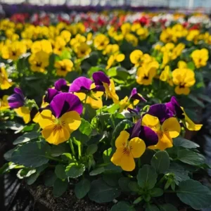 Pansy Delta Pure Color Mix Live Plant - 4 inch Pot - Outdoor Flowering Annual - Image 1
