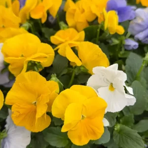 Pansy Delta Pure Color Mix Live Plant - 4 inch Pot - Outdoor Flowering Annual - Image 3