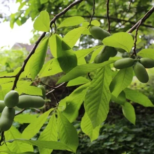 Paw Paw Indian Banana Tree Live Plant - 6-12 inch, Quart Pot, Zones 5-8 - Image 4