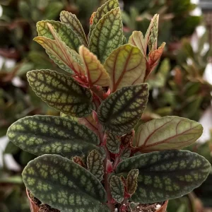 Pellionia Pulchra Rainbow Vine Live Plant, Tropical Houseplant, 2.5 Inch Pot - Image 2