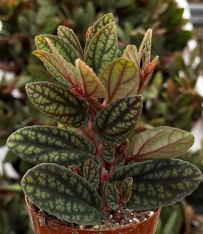 Pellionia Pulchra Rainbow Vine Live Plant, Tropical Houseplant, 2.5 Inch Pot - Image 2