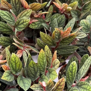 Pellionia Pulchra Rainbow Vine Live Plant, Tropical Houseplant, 2.5 Inch Pot - Image 3