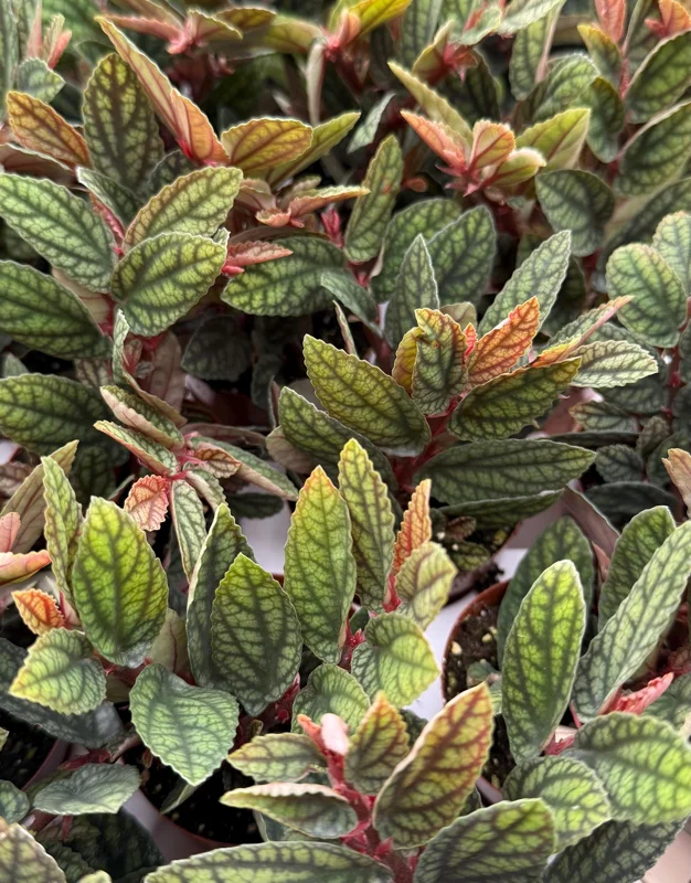 Pellionia Pulchra Rainbow Vine Live Plant, Tropical Houseplant, 2.5 Inch Pot - Image 3