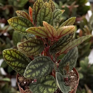 Pellionia Pulchra Rainbow Vine Live Plant, Tropical Houseplant, 2.5 Inch Pot - Image 1