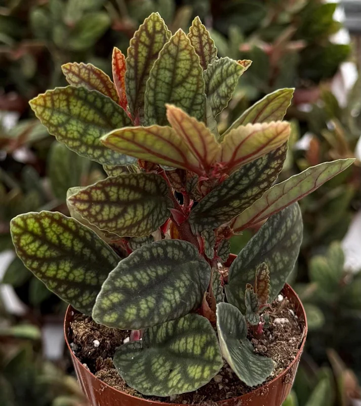 Pellionia Pulchra Rainbow Vine Live Plant, Tropical Houseplant, 2.5 Inch Pot - Image 1