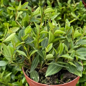 Peperomia Beetle Live Houseplant - Trailing Indoor Plant in 4 inch Pot - Image 2