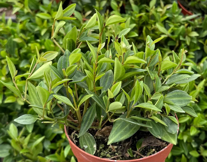 Peperomia Beetle Live Houseplant - Trailing Indoor Plant in 4 inch Pot - Image 2