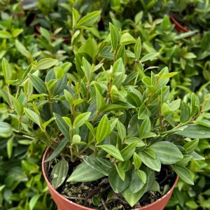 Peperomia Beetle Live Houseplant - Trailing Indoor Plant in 4 inch Pot - Image 3