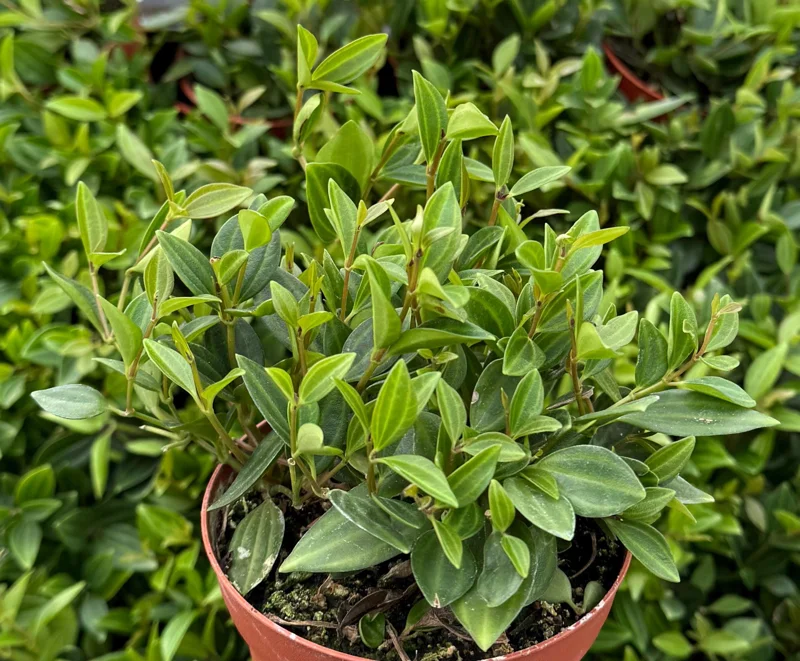 Peperomia Beetle Live Houseplant - Trailing Indoor Plant in 4 inch Pot - Image 3