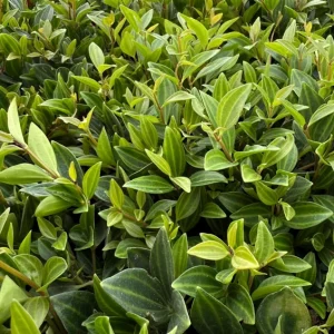 Peperomia Beetle Live Houseplant - Trailing Indoor Plant in 4 inch Pot - Image 4