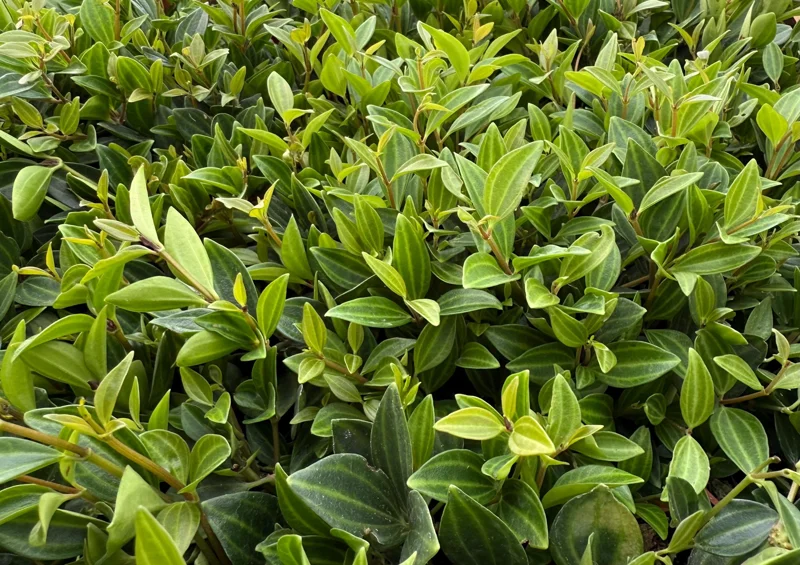 Peperomia Beetle Live Houseplant - Trailing Indoor Plant in 4 inch Pot - Image 4