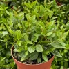 Peperomia Beetle Live Houseplant - Trailing Indoor Plant in 4 inch Pot - Image 1
