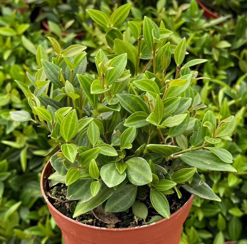 Peperomia Beetle Live Houseplant - Trailing Indoor Plant in 4 inch Pot - Image 1