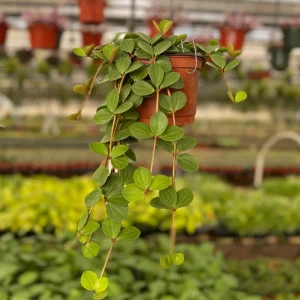 Peperomia Hope Live Plant - Trailing Succulent Houseplant - 4 inch or 6 inch Pot - Image 1