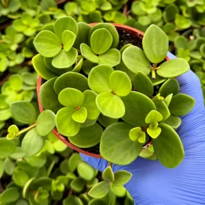 Peperomia Hope Live Plant - Trailing Succulent Houseplant - 4 inch or 6 inch Pot - Image 2