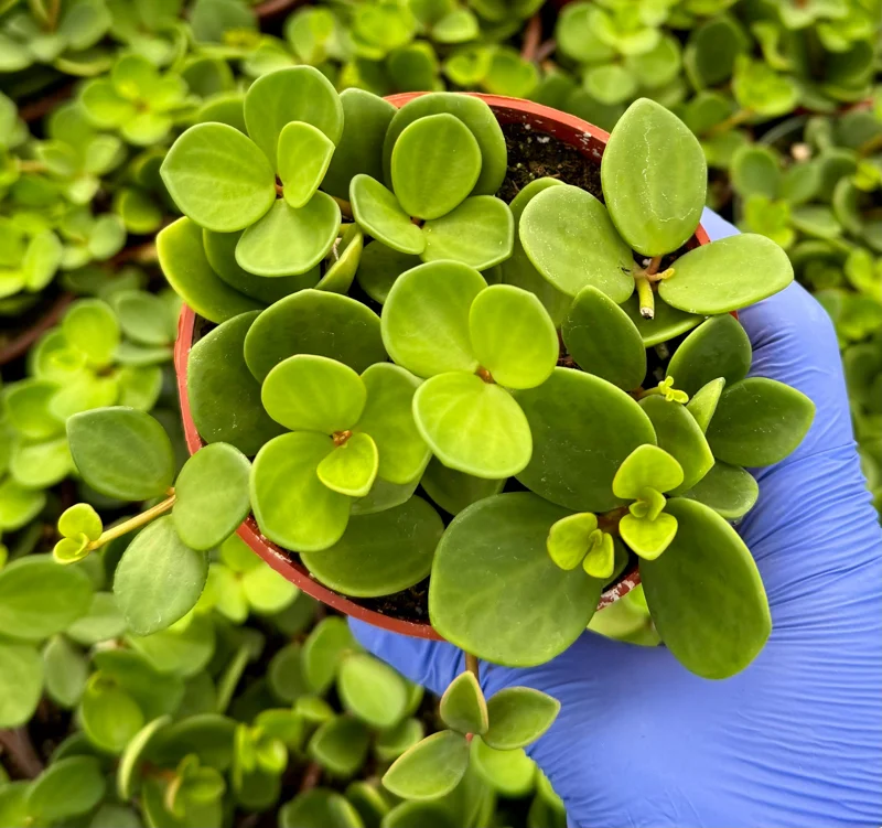 Peperomia Hope Live Plant - Trailing Succulent Houseplant - 4 inch or 6 inch Pot - Image 2