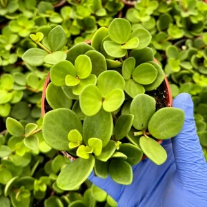 Peperomia Hope Live Plant - Trailing Succulent Houseplant - 4 inch or 6 inch Pot - Image 3