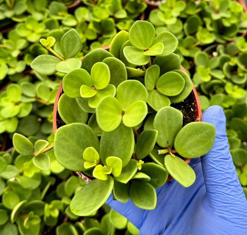 Peperomia Hope Live Plant - Trailing Succulent Houseplant - 4 inch or 6 inch Pot - Image 3