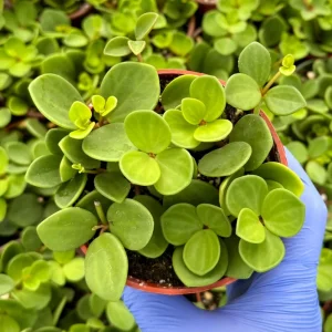 Peperomia Hope Live Plant - Trailing Succulent Houseplant - 4 inch or 6 inch Pot - Image 4