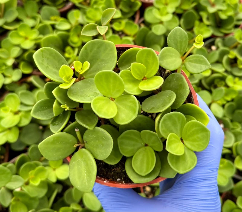 Peperomia Hope Live Plant - Trailing Succulent Houseplant - 4 inch or 6 inch Pot - Image 4